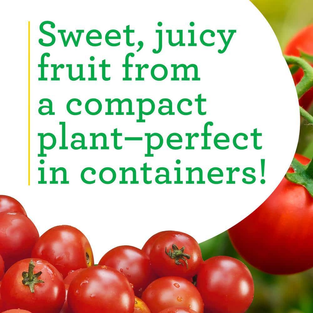 19.3 oz. Husky Cherry Tomato Plant 2-Pack - Hercitys