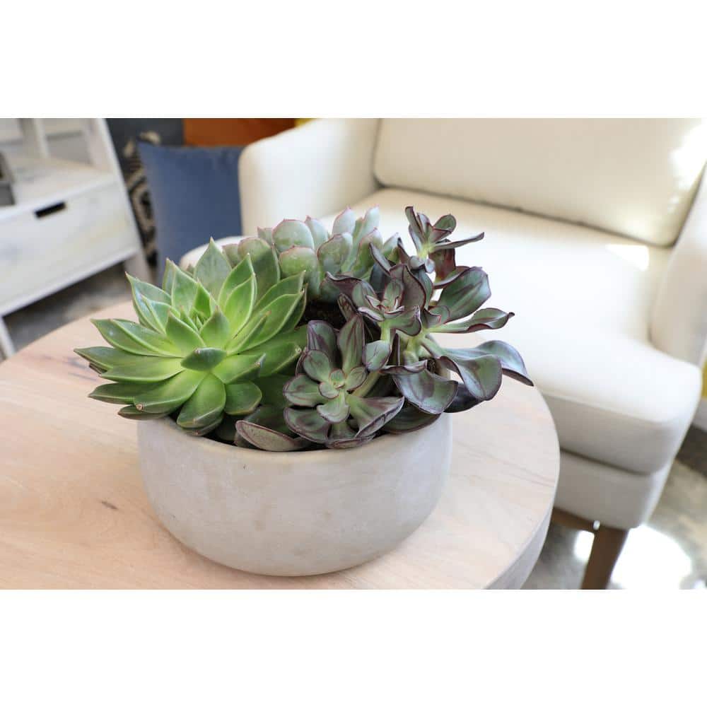 3.5 in. Echeveria Collection (9 PK) - Hercitys