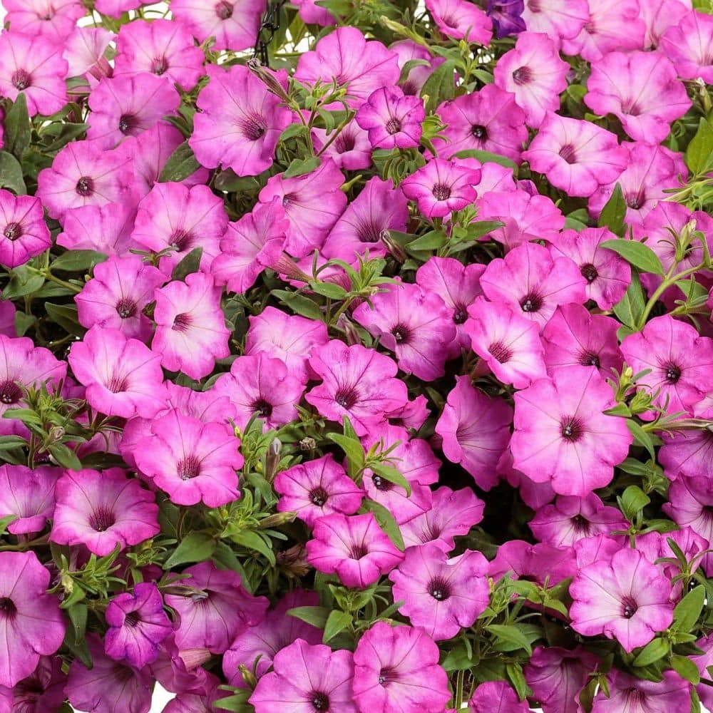 4.25 in. Eco+ Grande Supertunia Pink Tiara (Petunia Hybrid) Live Annual Plant with Pink Flowers 4-Pack - Hercitys