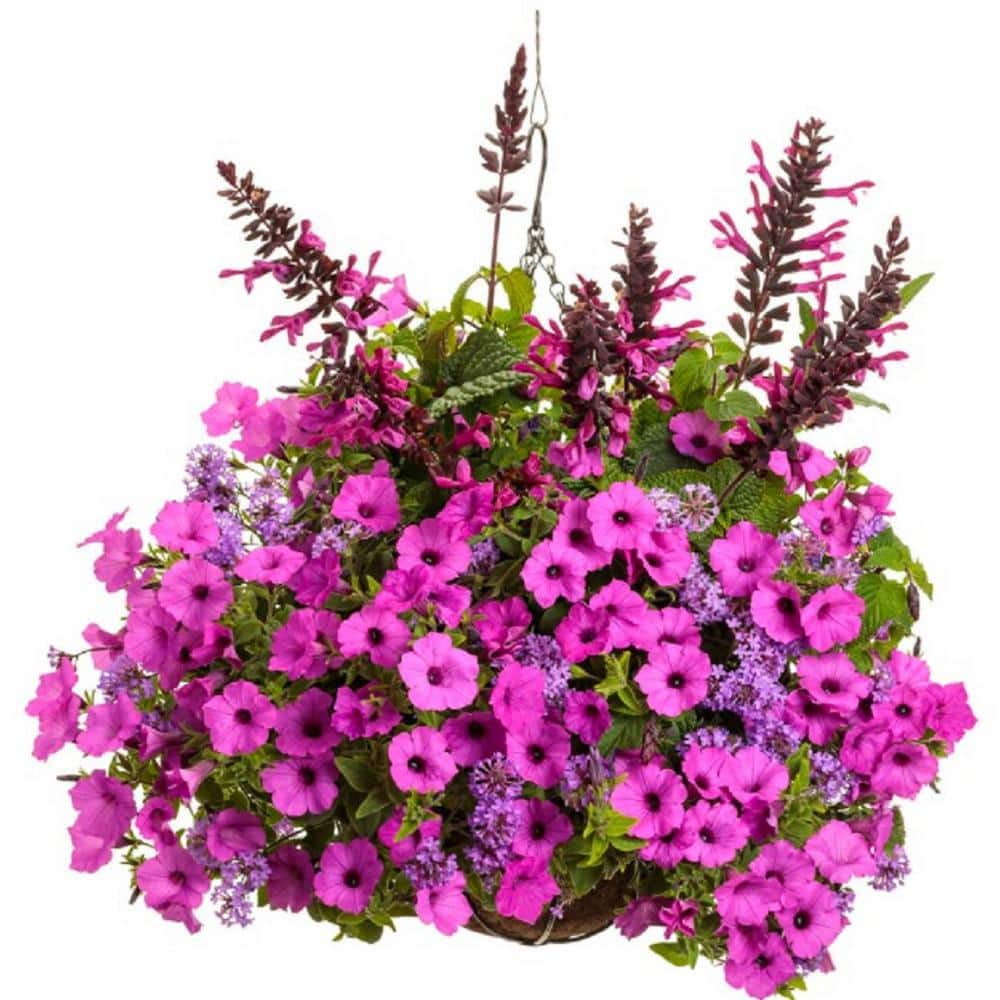 4.25 in. Eco+Grande, Unplugged Pink (Salvia) Live Plant, Pink Flowers (4-Pack) - Hercitys