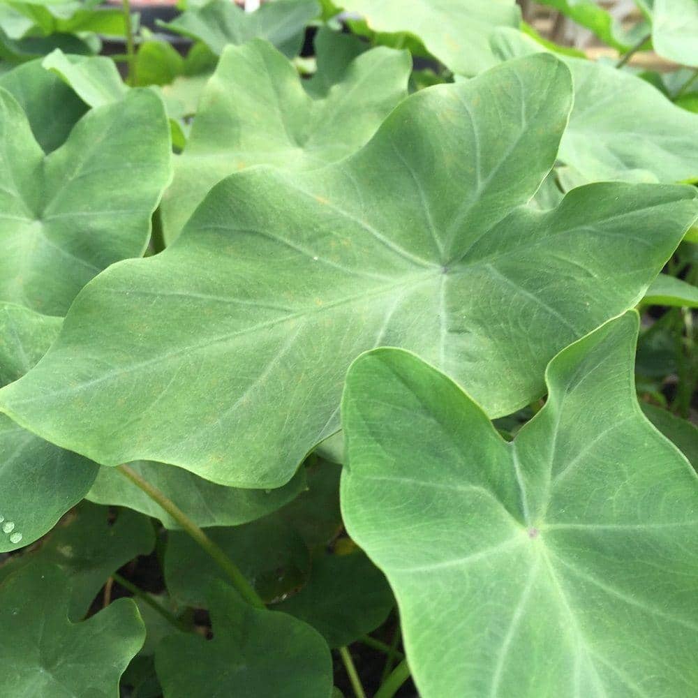 4 in. Green Taro Potted Bog/Marginal Pond Plant - Hercitys