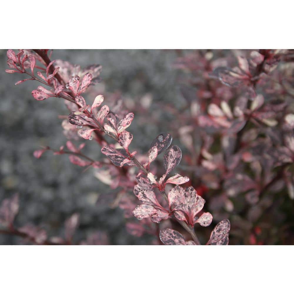 2.5 Qt. – Rose Glow Barberry Live Shrub with Deep Red, Purple Folliage and Pink Marbling - Hercitys