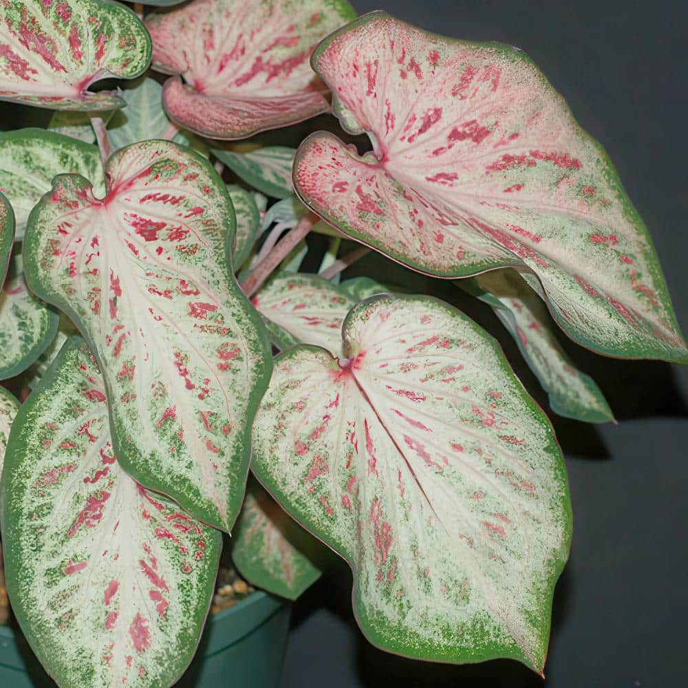 4 in. Caladium Collection Perennial Plant (4-Pack) - Hercitys