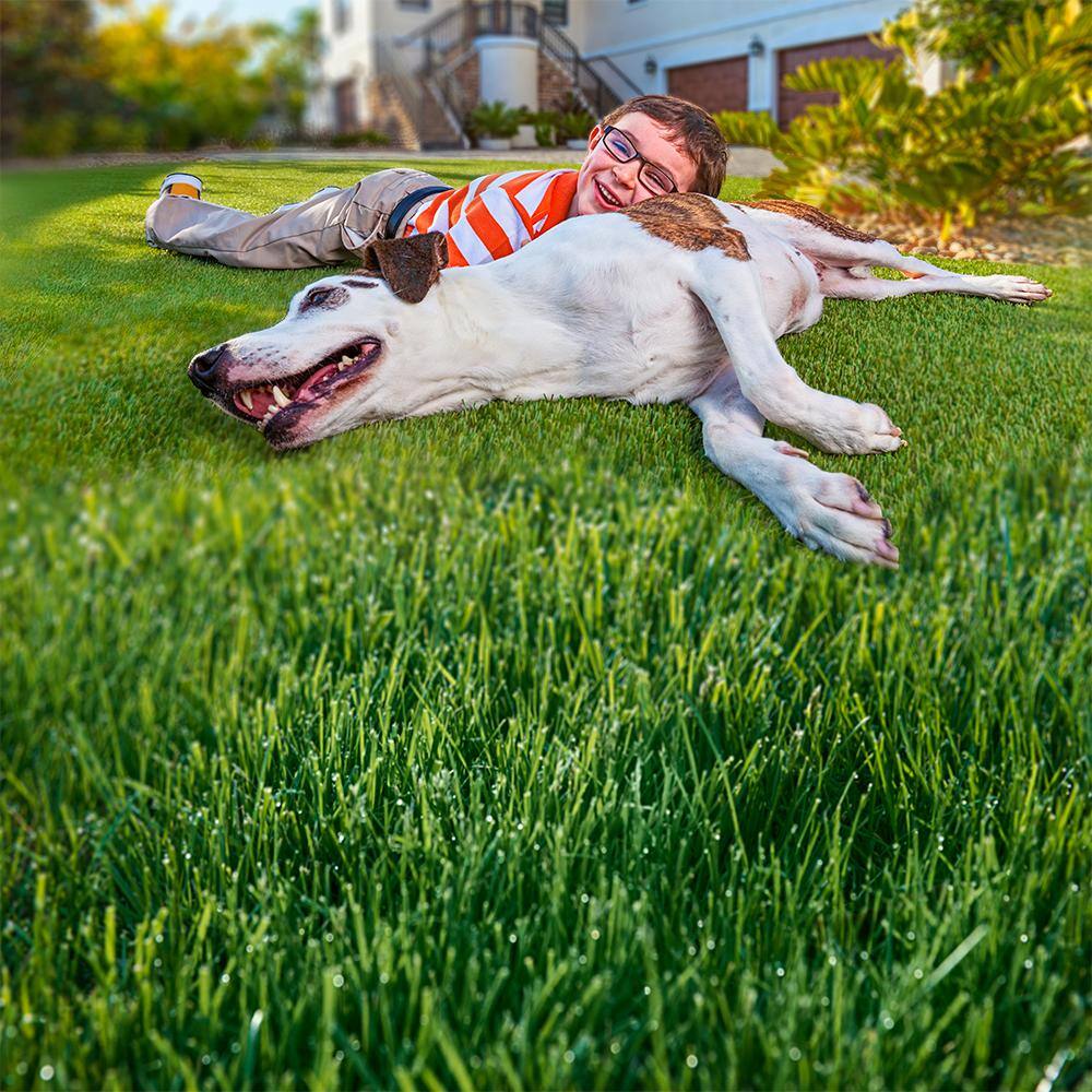 30 lbs. Turf Alive! Grass Seed with Rhizomes - Hercitys