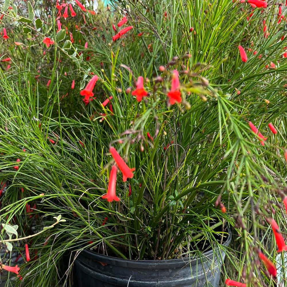 3 Gal. Firecracker Plant Flowering Shrub with Scarlet Red Flowers - Hercitys