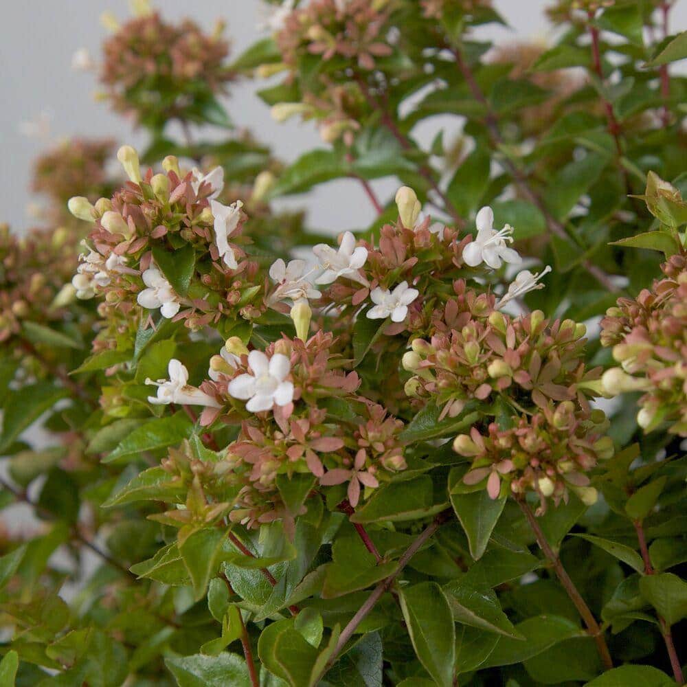 2.5 Gal – Rose Creek Abelia With Petite White Blooms, Live Semi-Evergreen Shrub Plant - Hercitys