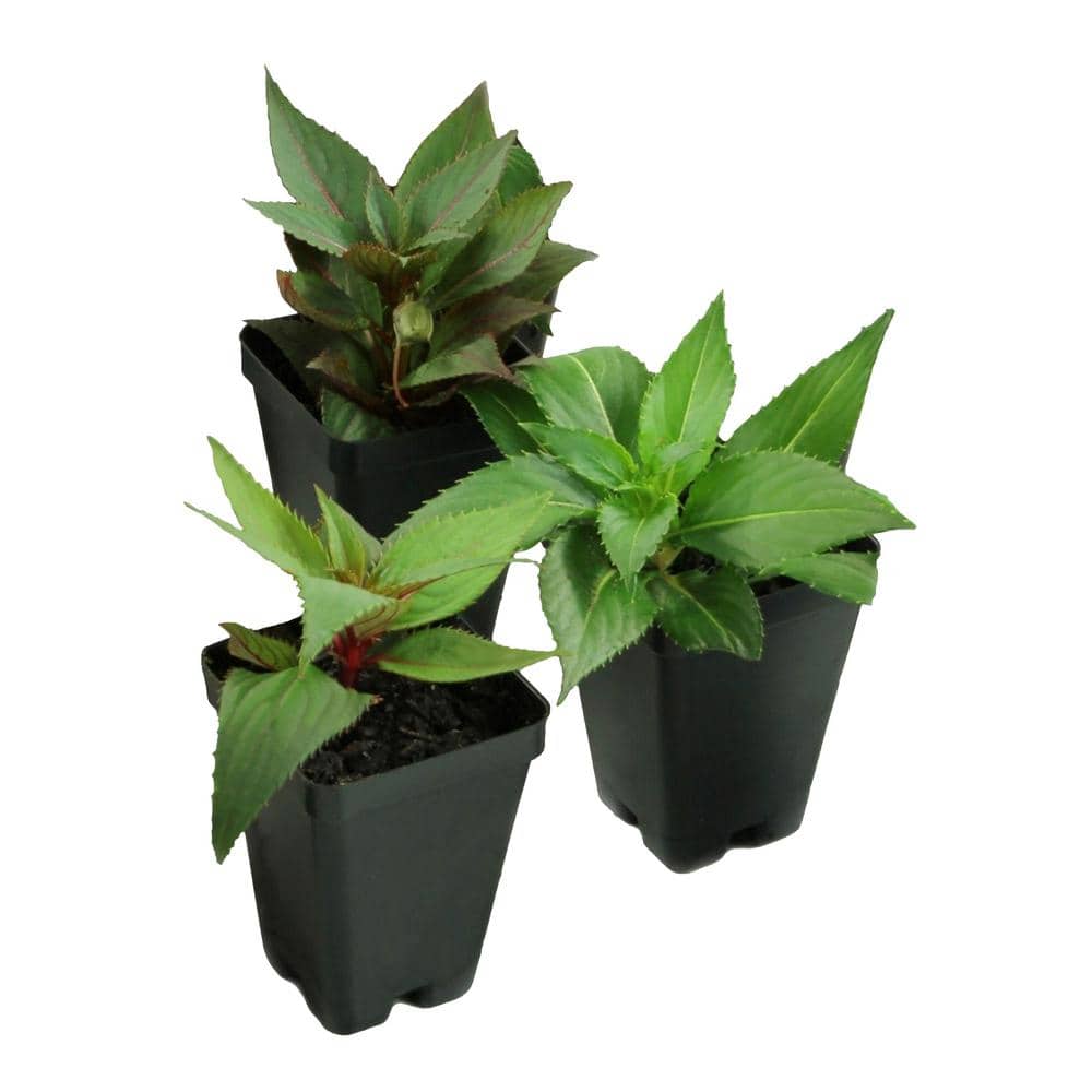 2.5 In. Pinkerbelle SunPatiens Impatiens Outdoor Annual Plant Combo with Blush, Coral, Rose Pink Flowers (3-Pack) - Hercitys
