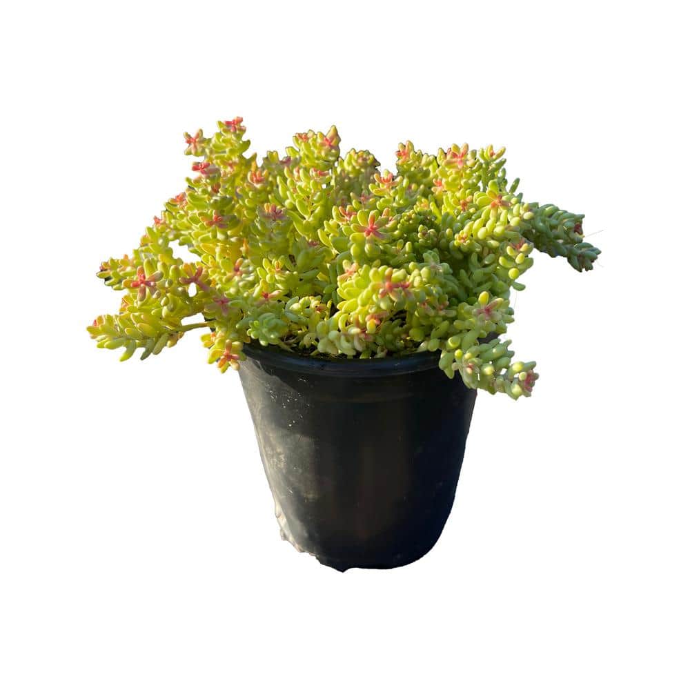 5 Stonecrop Sedum Plants in 5 Separate in. Pots (5-Pack) - Hercitys