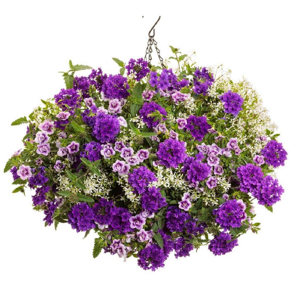 4.25 in. Eco+Grande, Superbells Double Twilight (Calibrachoa), Live Plant, Purple Flowers (4-Pack) - Hercitys