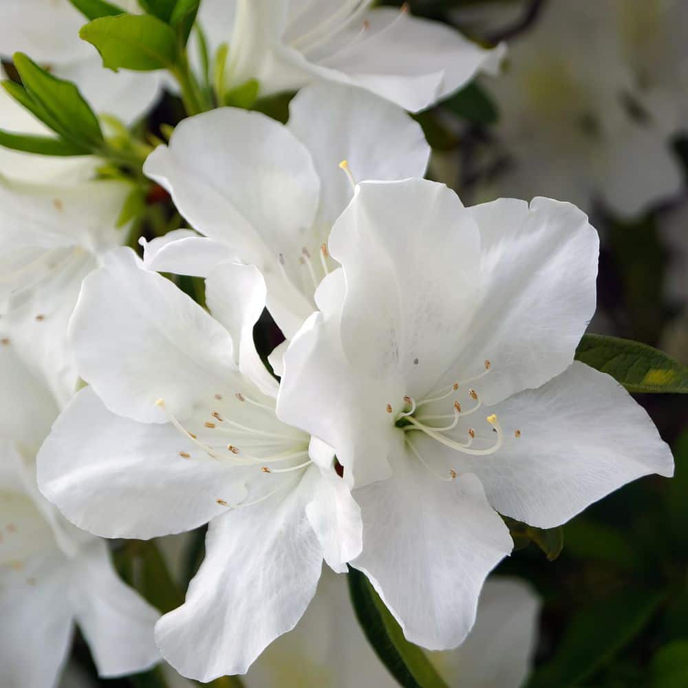 2.5 Quart Azalea ‘Deleware Valley White’ Flowering Shrub with White Flowers - Hercitys