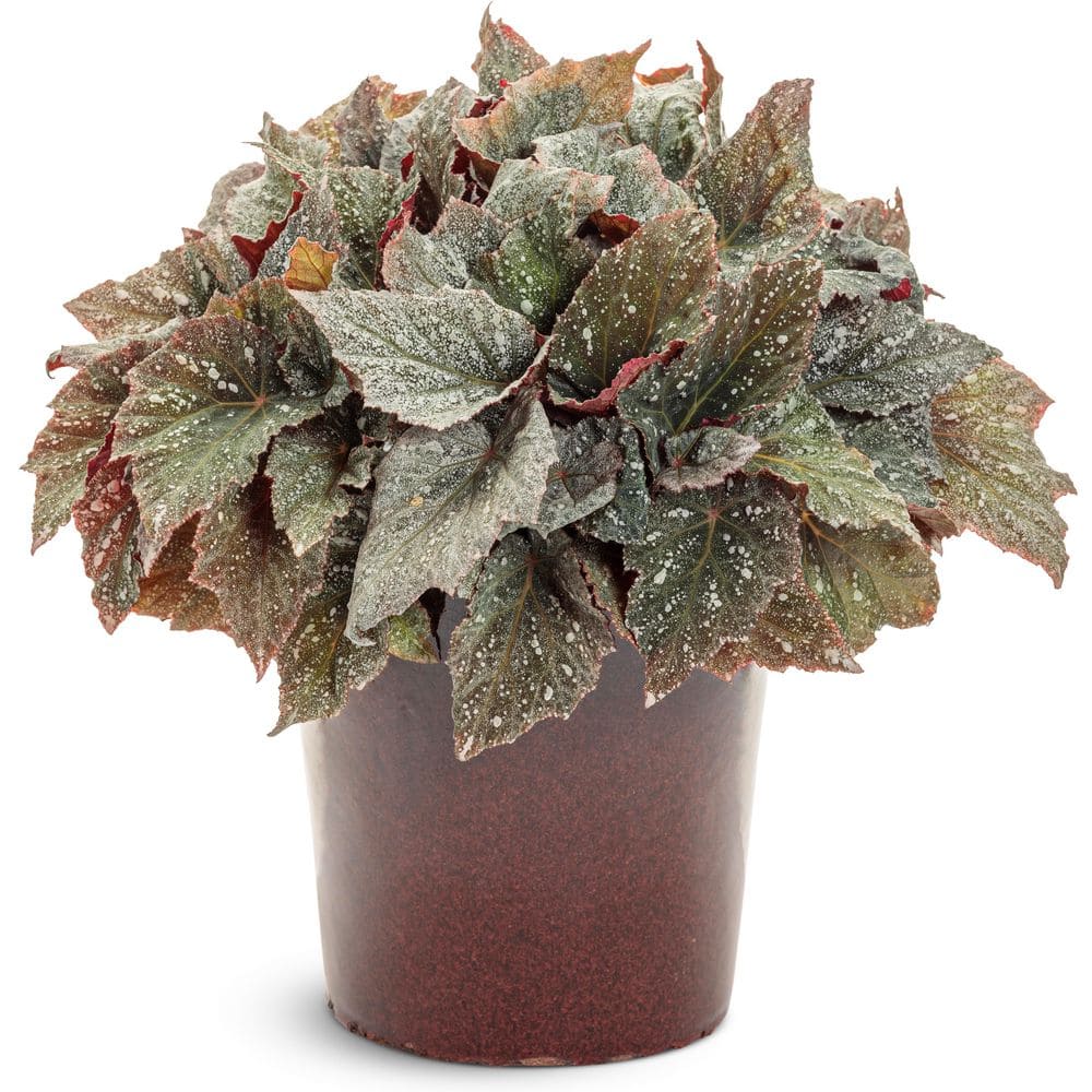 4.25 in. Eco+ Grande Space Age Triton Begonia (Begonia rex) Live Annual Plant with Silver and Green Foliage 4-Pack - Hercitys