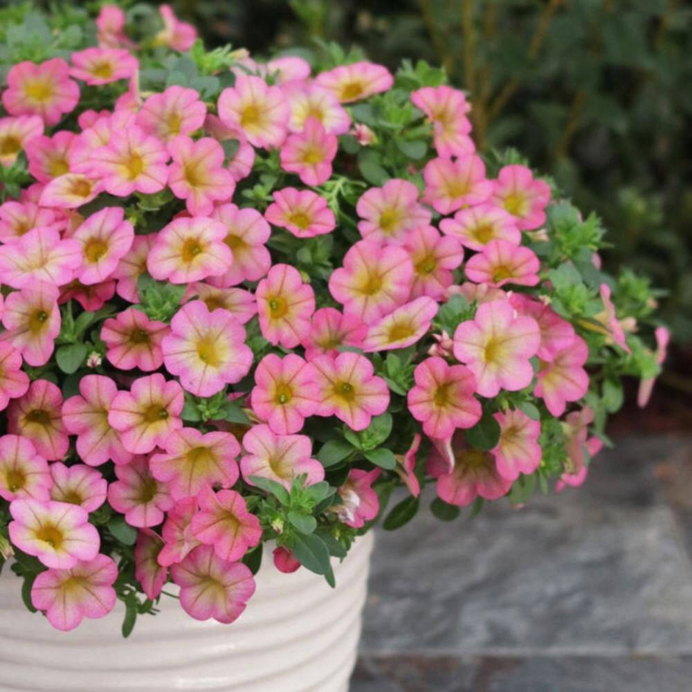 4.25 in. Eco+ Grande Superbells Honeyberry (Calibrachoa hybrid) Live Annual Plant with Pink Flowers 4-Pack - Hercitys