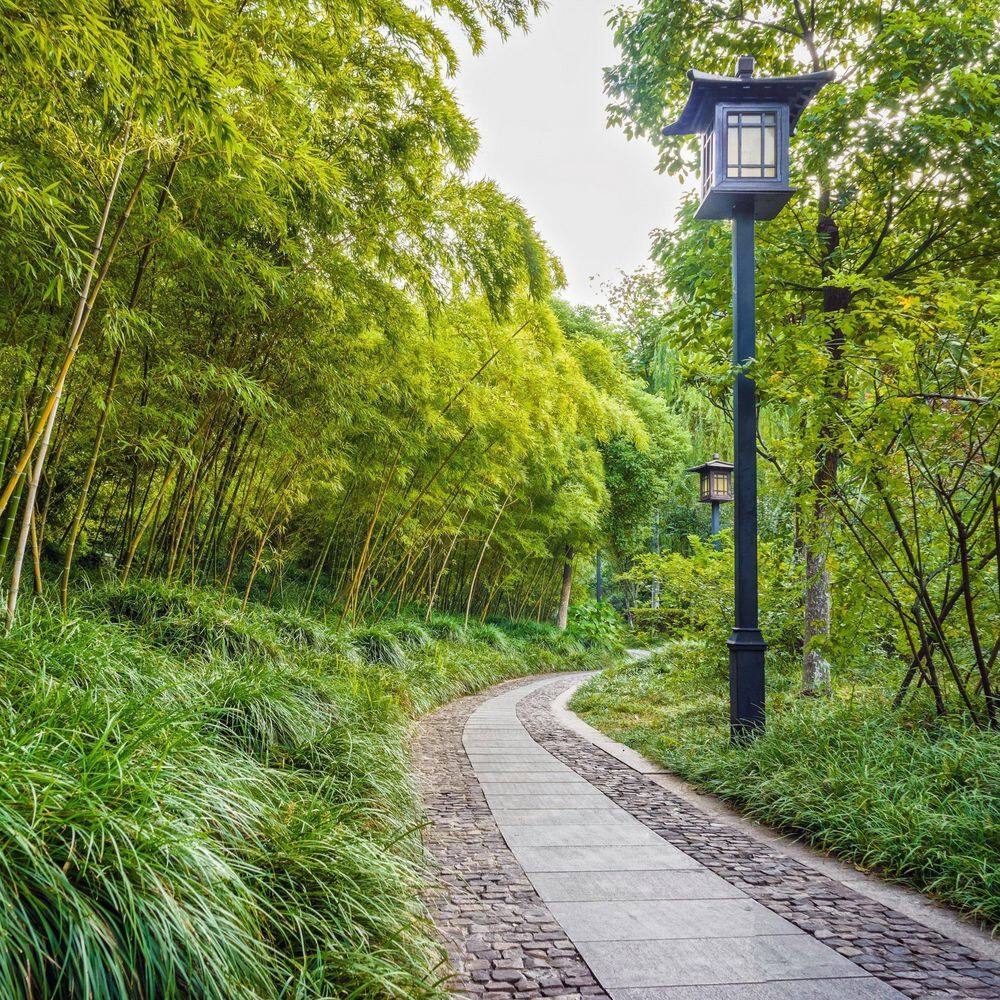 1 g Dwarf Mondo Grass Plant - Hercitys