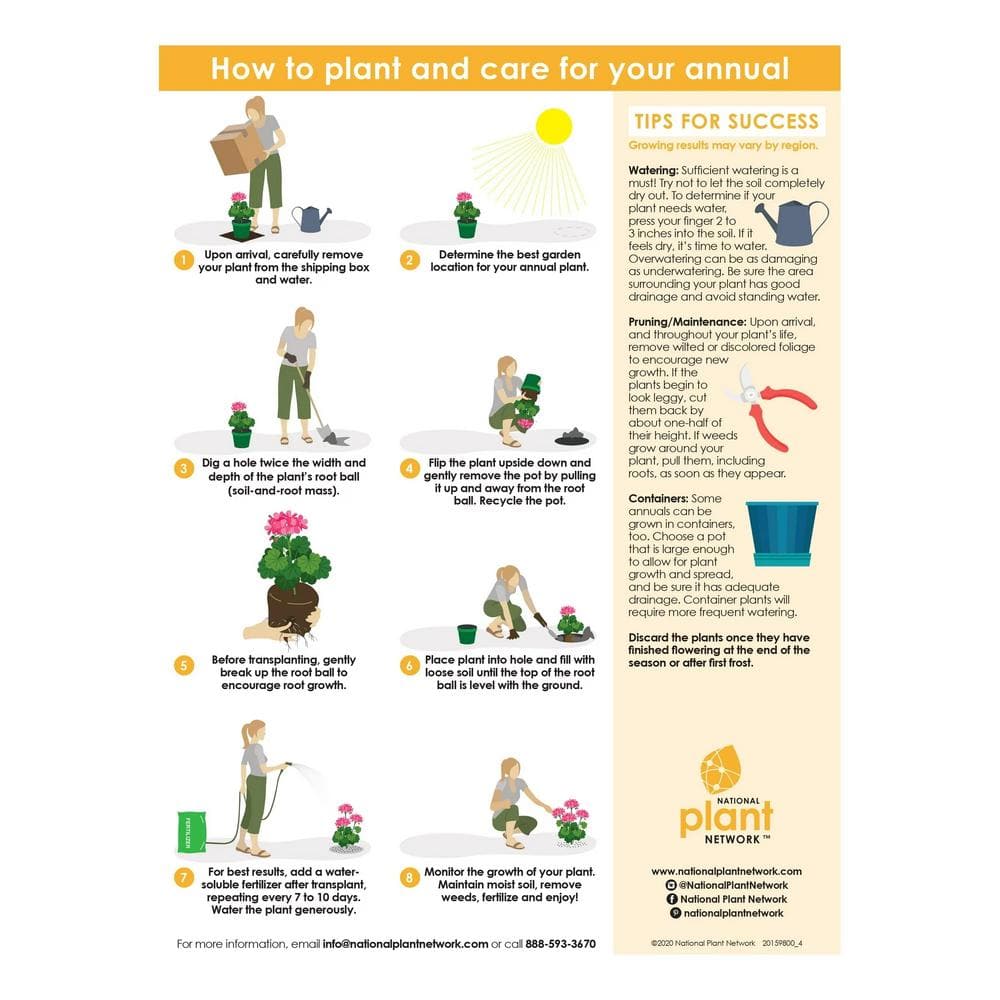 4 in. Mandevilla Blue and Pink Summer Trio Annual Plant with Blue and Pink Flowers (4-Pack) - Hercitys