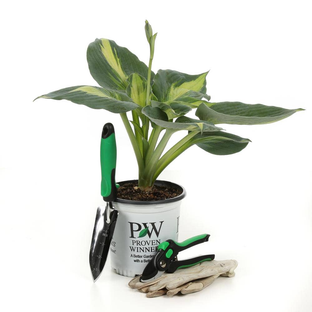 0.65 Gal. Shadowland Hudson Bay (Hosta) Live Plant, Variegated Foliage - Hercitys