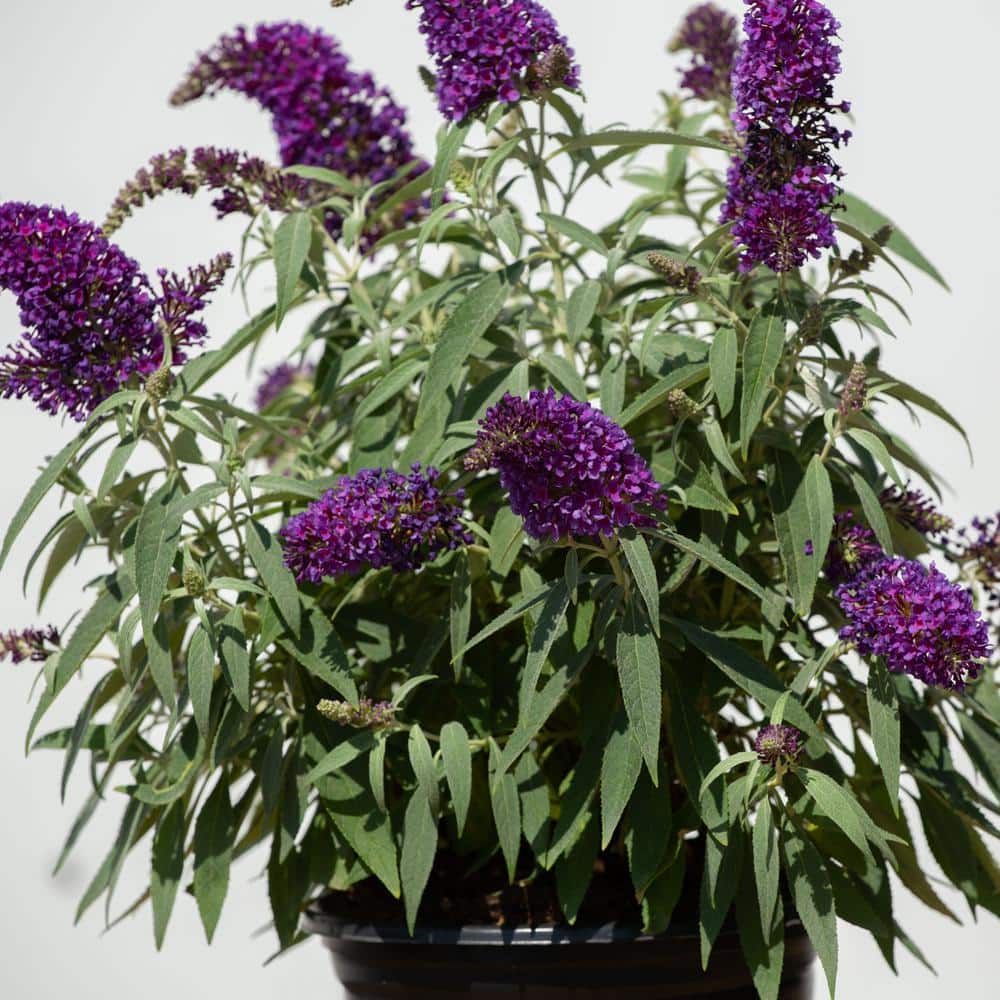 1.5 Gal. Lil’ Grape Butterfly Bush (Buddleia) Live Shrub Plants, Purple Flowers - Hercitys
