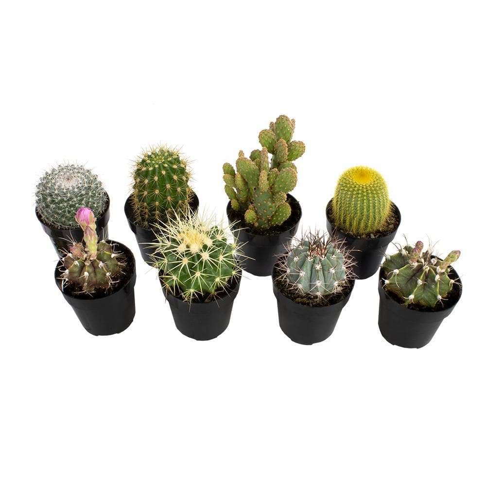 2.5 in. Cactus Collection Plant (8-Pack) - Hercitys