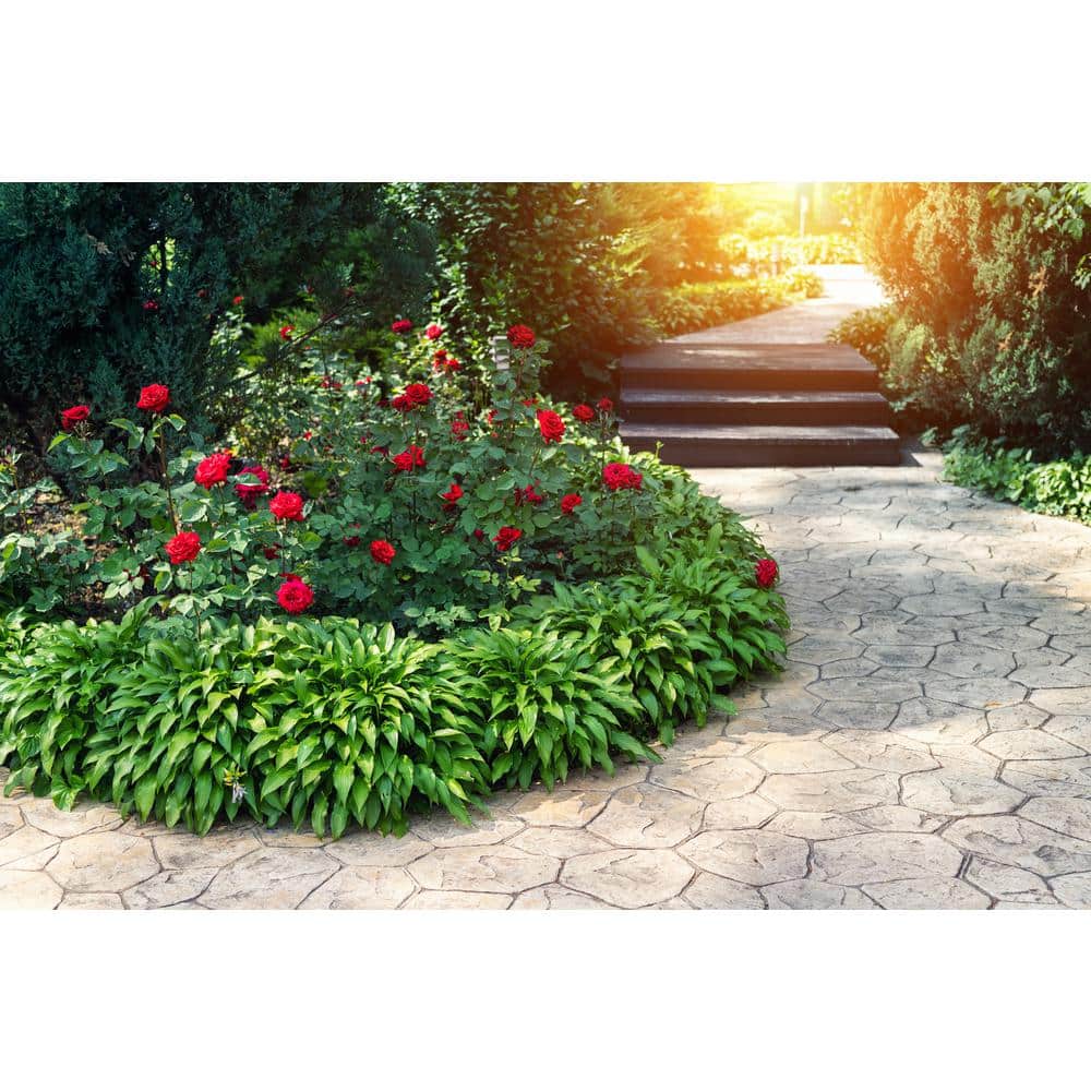 1 Gal. Red Empress Brindabella Live Rose with Red Flowers (1-Pack) - Hercitys