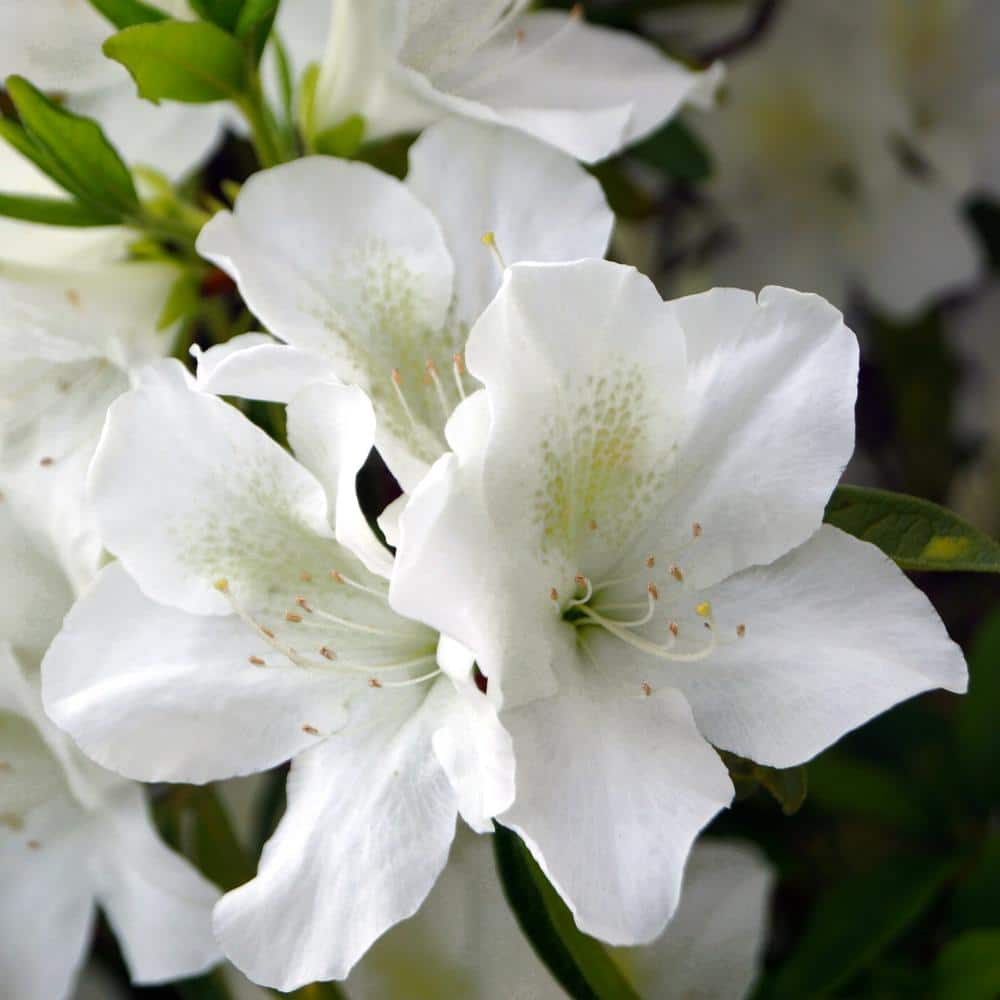 2.25 Gal. Azalea Mrs. G.G. Gerbing Flowering Shrub with White Blooms - Hercitys