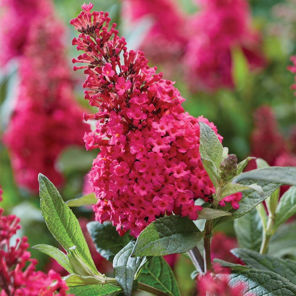 1.5 Gal. Lil’ Raspberry Butterfly Bush (Buddleia) Live Shrub Plant, Magenta Pink Flowers - Hercitys