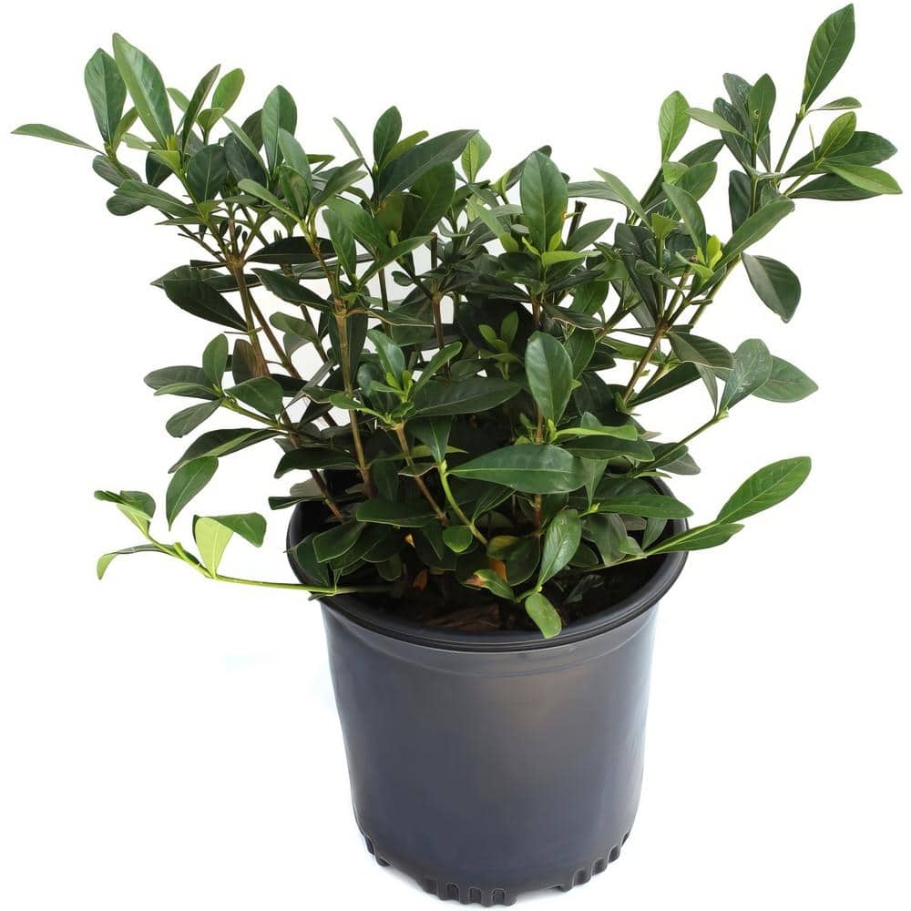2.25 Gal. White Blooms Frostproof Gardenia Plant - Hercitys