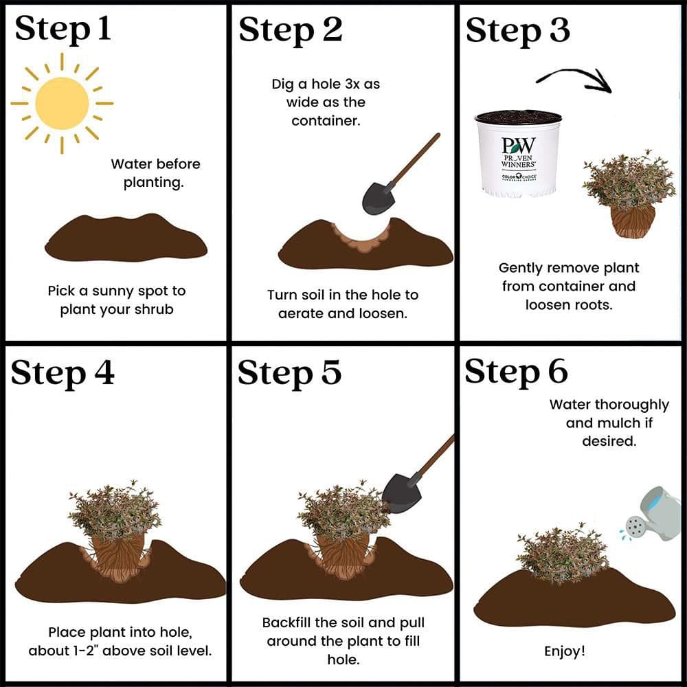 2 Gal. Tres Amigos Abelia Shrub - Hercitys