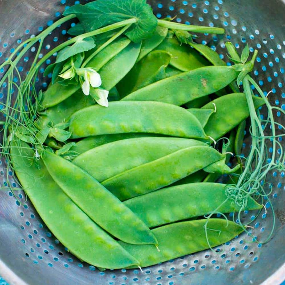 0.50 lb. Snow Pea Avalanche (Seed Packet) - Hercitys