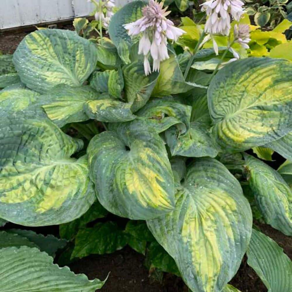 0.65 Gal. Shadowland Sound of Music Hosta (Hosta Hybrid) Live Perennial Plant with Green and Blue Foliage - Hercitys