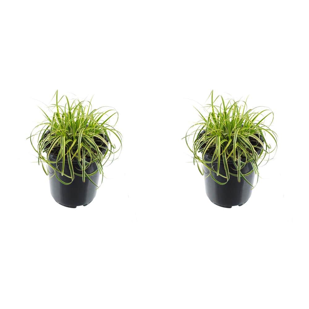 2.5 qt. Perennial Carex Oshimensis Feather Falls Grass (2-Pack) - Hercitys
