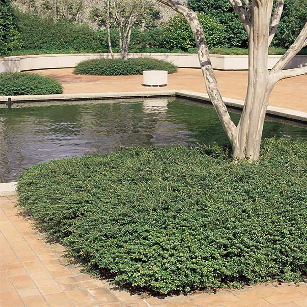 2.5 Qt. Soft Touch Holly(Ilex), Live Evergreen Shrub, Finely Textured Green Foliage - Hercitys