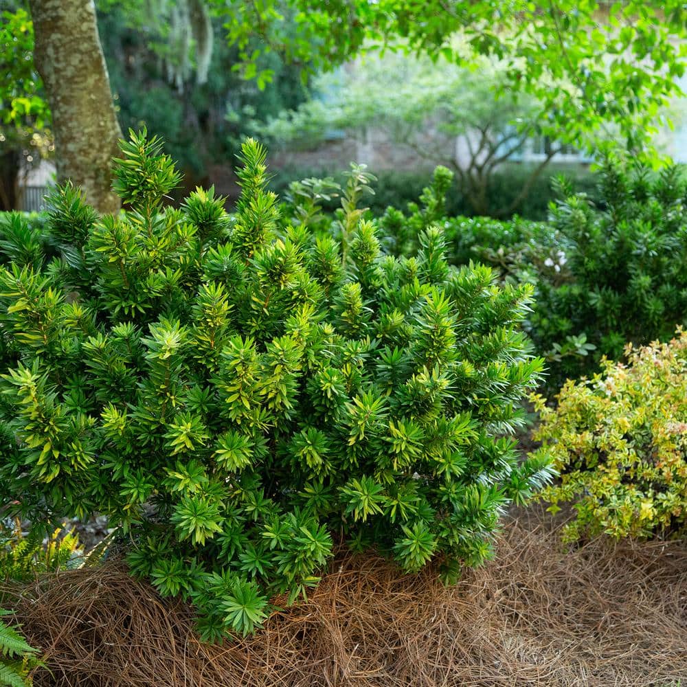 2 Gal. Light Show Bottlebrush Dwarf Plant with Red Flowers - Hercitys