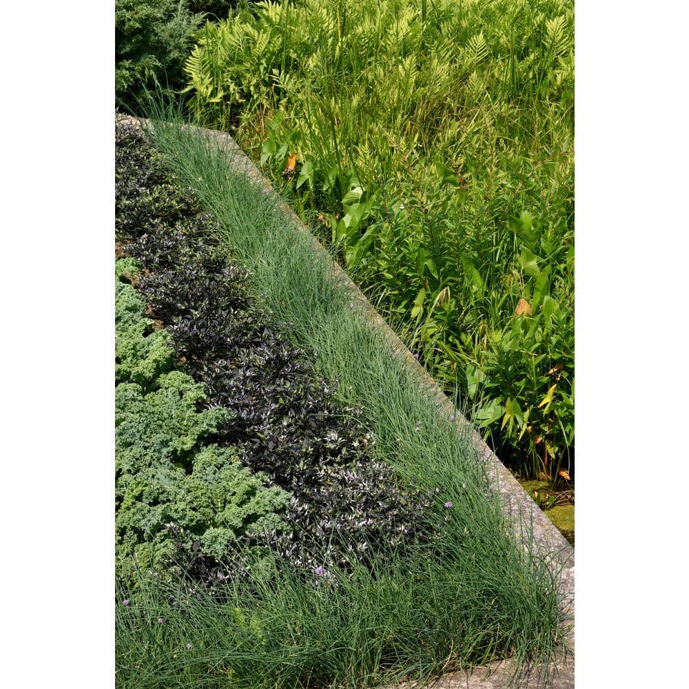 2.5 qt. Perennial Grass Juncus Inflexus Blue Dart (4-Pack) - Hercitys