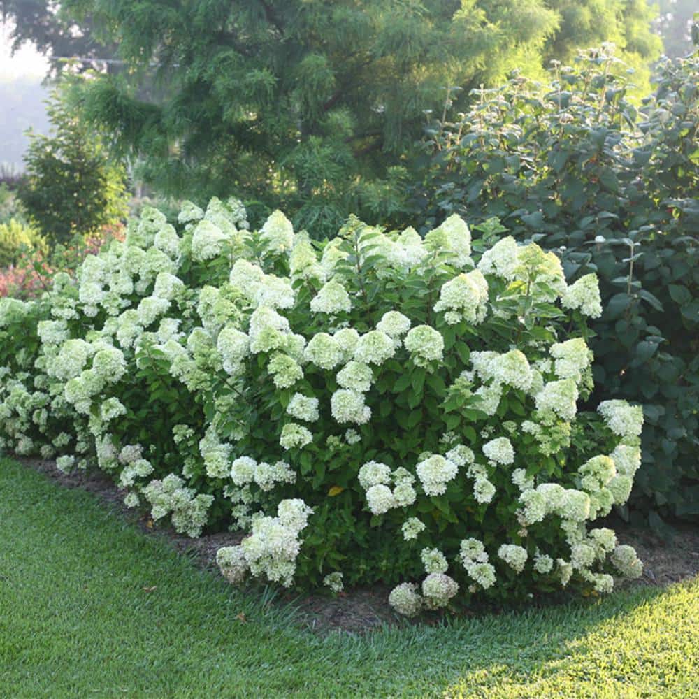 3 Gal. Little Lime Hydrangea (2-Pack) - Hercitys