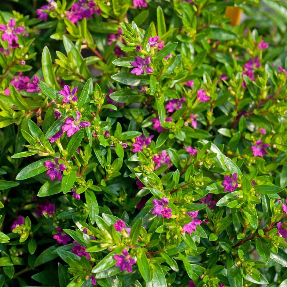 2.5 in. Cuphea Enchantia Purple Perennial Plant with Purple Flowers (3-Pack) - Hercitys