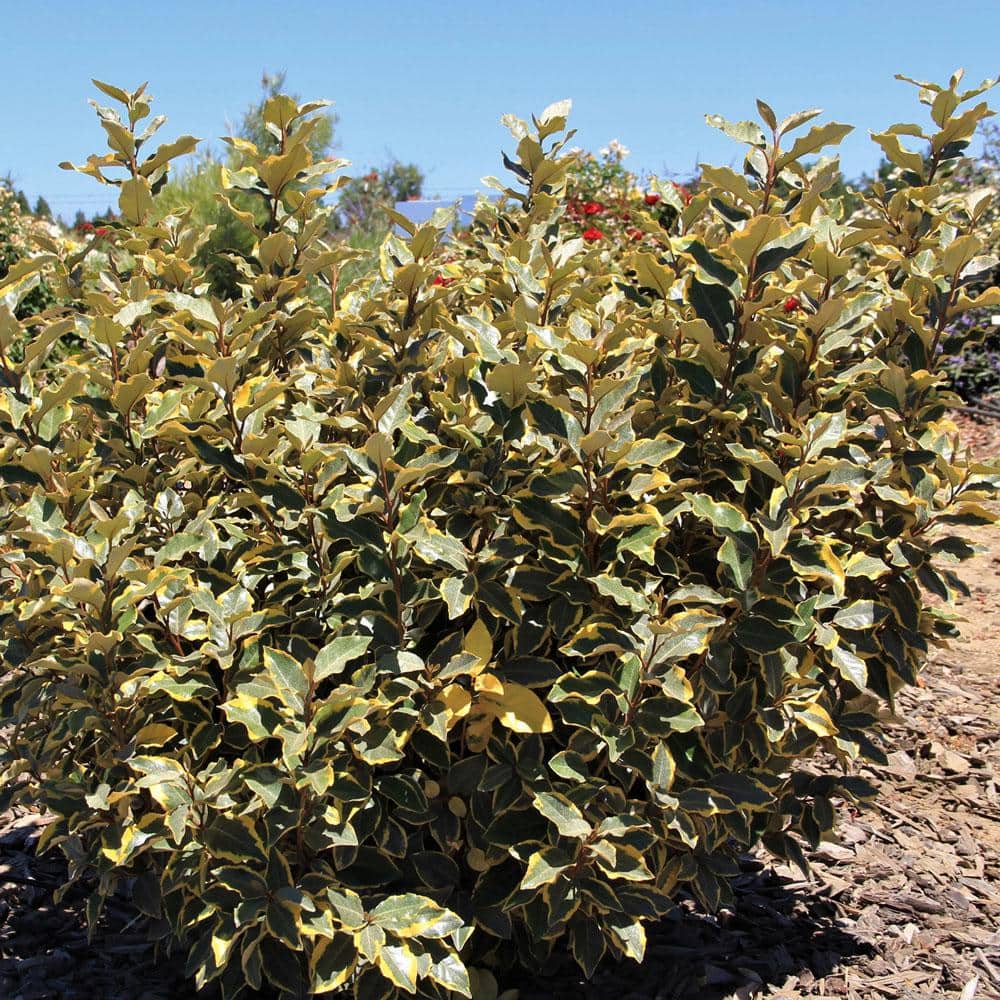2 Gal. Olive Martini Elaeagnus, Live Evergreen Shrub, Variegated Gold and Green Foliage - Hercitys
