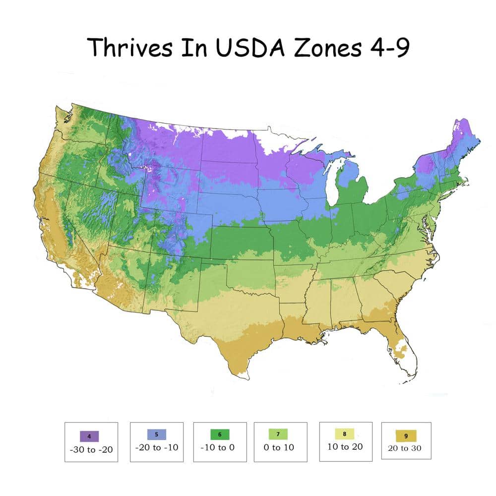 2.25 Gal. Wintergreen Boxwood Shrub Plant - Hercitys