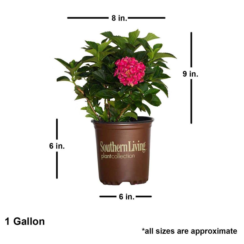 2.5 qt. Heart Throb Hydrangea Shrub, Live Blooming Plant with Cherry Red Flowers - Hercitys
