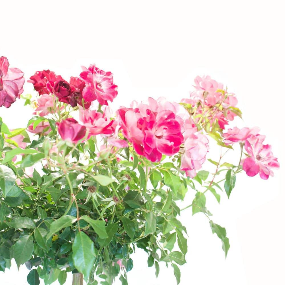 #5 container Burgundy Iceberg Rose Patio Tree - Hercitys