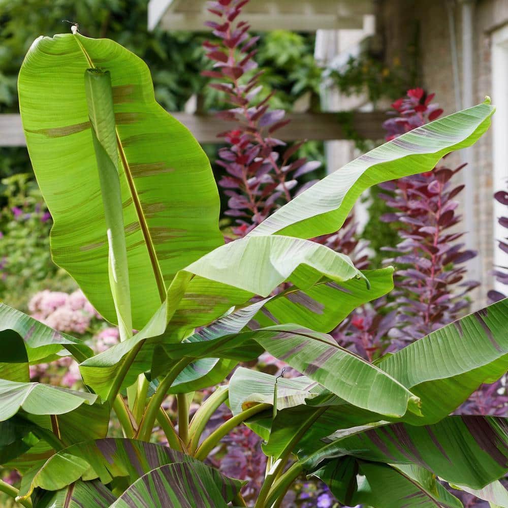 3.5 in. Banana Hardy Ever Red Perennial Plant - Hercitys