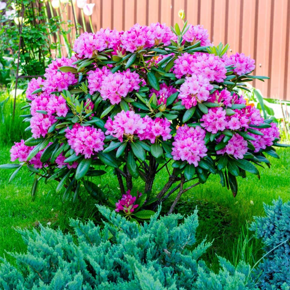 16 lbs. Evergreen, Azalea and Rhododendron Fertilizer 10-5-4 - Hercitys