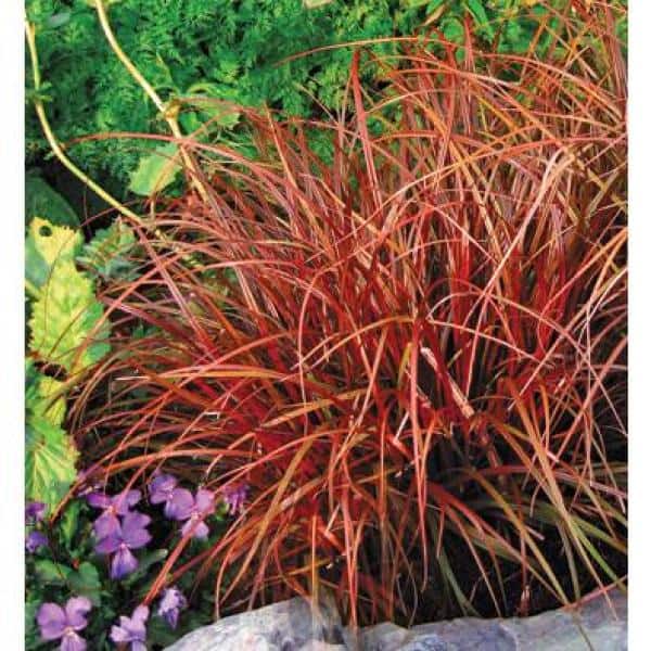 2.5 qt. Perennial Grass Uncinia Rubra Belinda’s Find - Hercitys