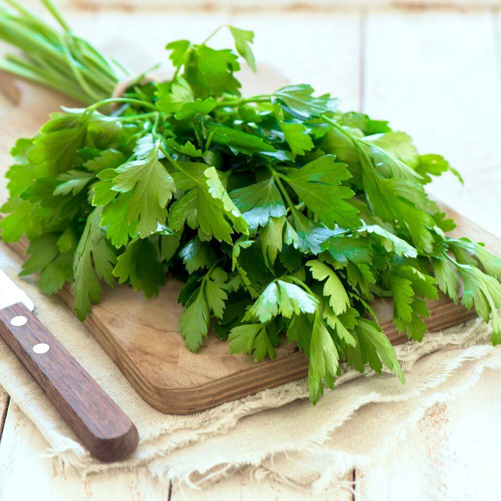 3.3 in. Parsley Culinary Kitchen Herb Seed Grow Kit - Hercitys