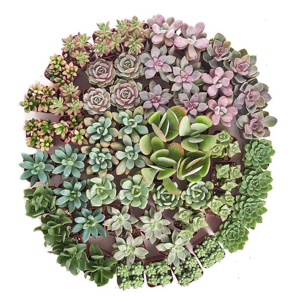 2 in. Premium Pastel Succulent (Collection of 100) - Hercitys