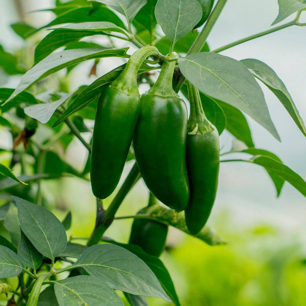 2.5 in. Chile Pepper Early Jalapeno Plant 3-Piece - Hercitys