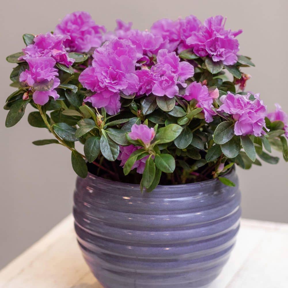 2.5 Quart Azalea ‘Amelia Rose’ Flowering Shrub with Pink Flowers - Hercitys