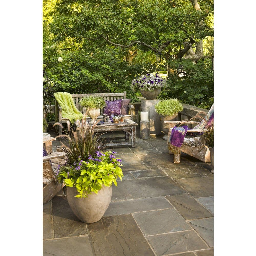 4.25 in. Eco+Grande Sweet Caroline Light Green Sweet Potato Vine (Ipomoea) Live Plant, Green Foliage (4-Pack) - Hercitys