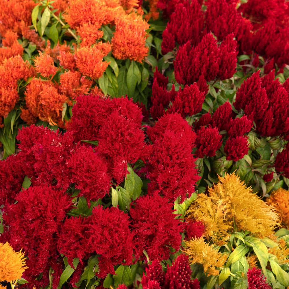 4 in. Celosia Uptown Funk Celosia Mix Annual Plant with Multicolor Flowers (3-Pack) - Hercitys