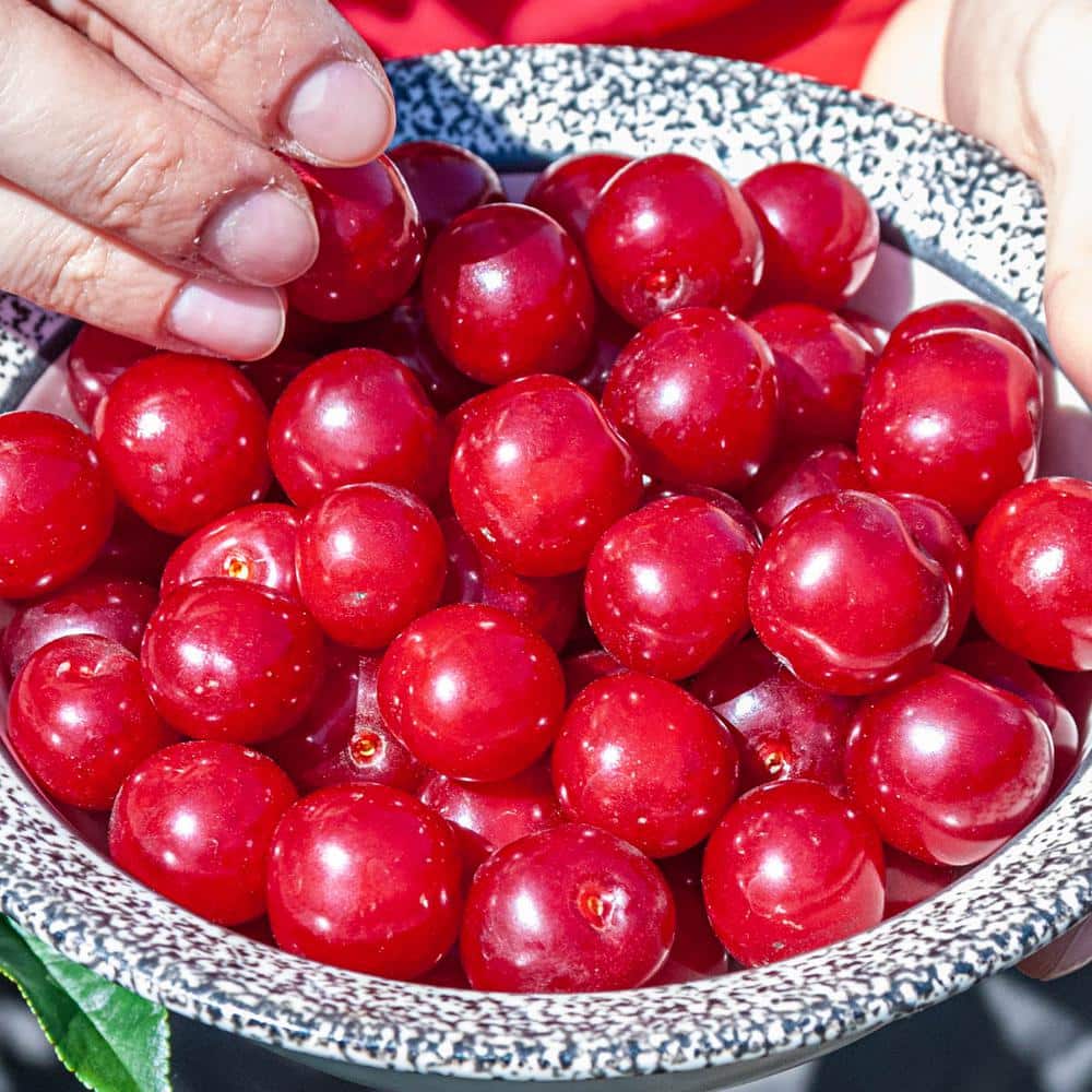 1 Gal. Pot Wowza Bush Cherry Fruit Bearing Plant (1-Pack) - Hercitys