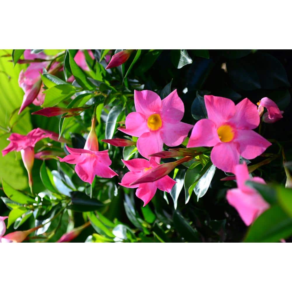 1.5 Pint Dipladenia Flowering Annual Shrub with Pink Flowers - Hercitys