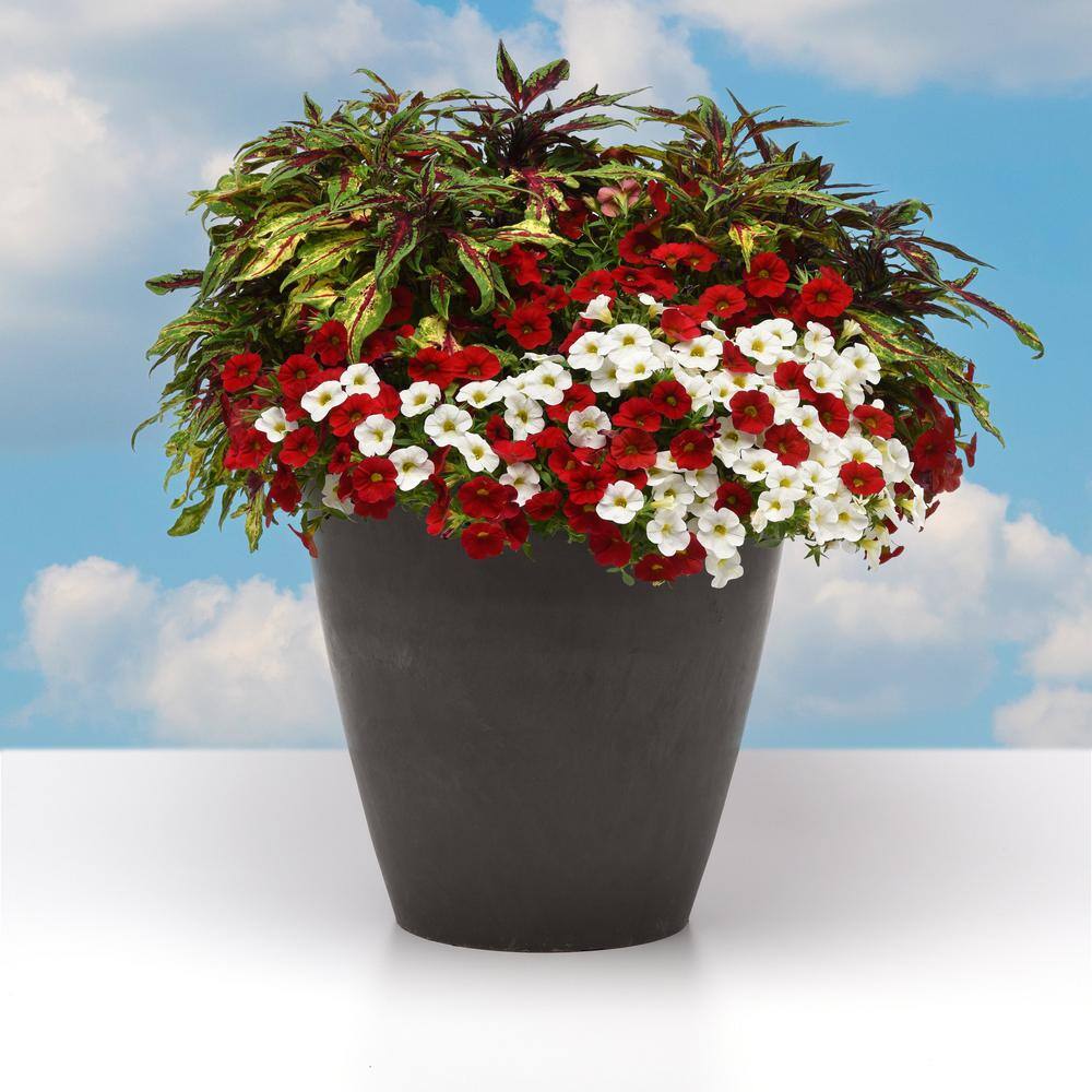 2.5 in. Coleus Flame Thrower Chili Pepper Annual Plant (3-Pack) - Hercitys